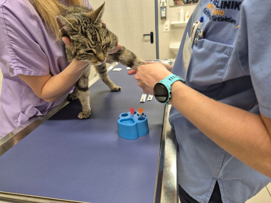 Für eine herrenlose Katze sei Frances auffällig zahm gewesen, sagt Sibylle Wettstein der Tier-Ambulanz des Vereins «Simbas Welt».