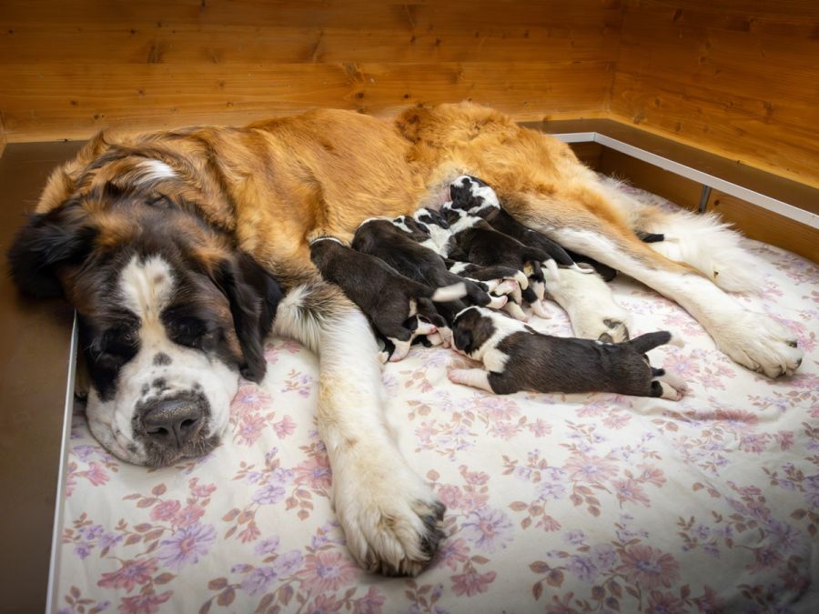 Elf Bernhardiner-Welpen kamen im Barryland in Martigny VS zur Welt.