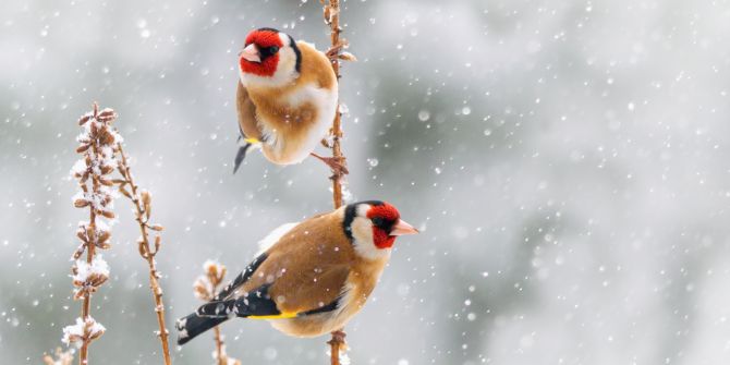Stieglitz Winter Samen Staude