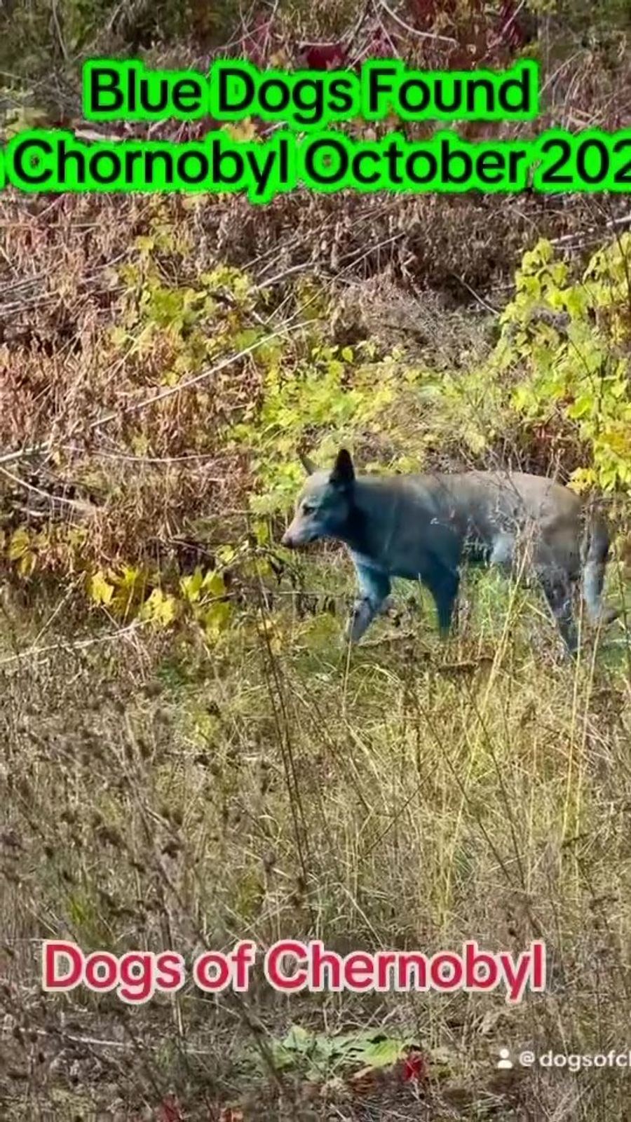 Die Tierschützer vermuten zunächst eine rein äusserliche Ursache. Möglich wäre, dass sich die Hunde an chemisch belasteten Orten oder Materialien gerieben haben.