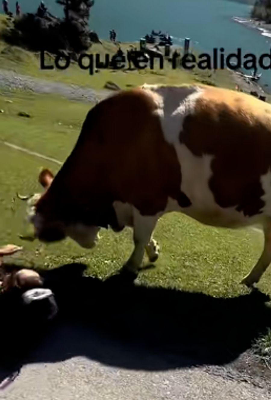 Und was tatsächlich geschah: Die Chilenin wurde am Oeschinensee kurzerhand von einer Kuh umgerempelt.