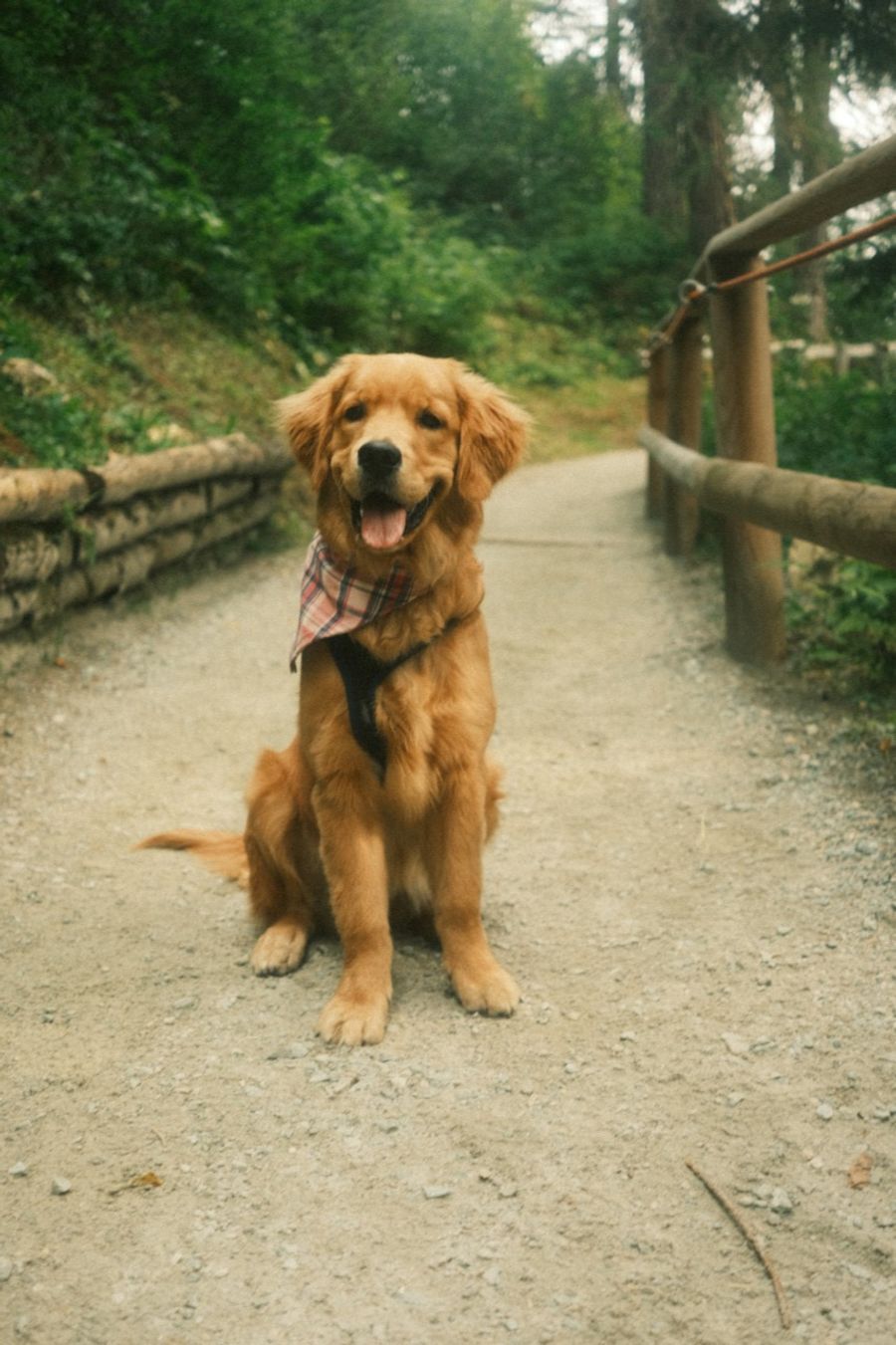 hund