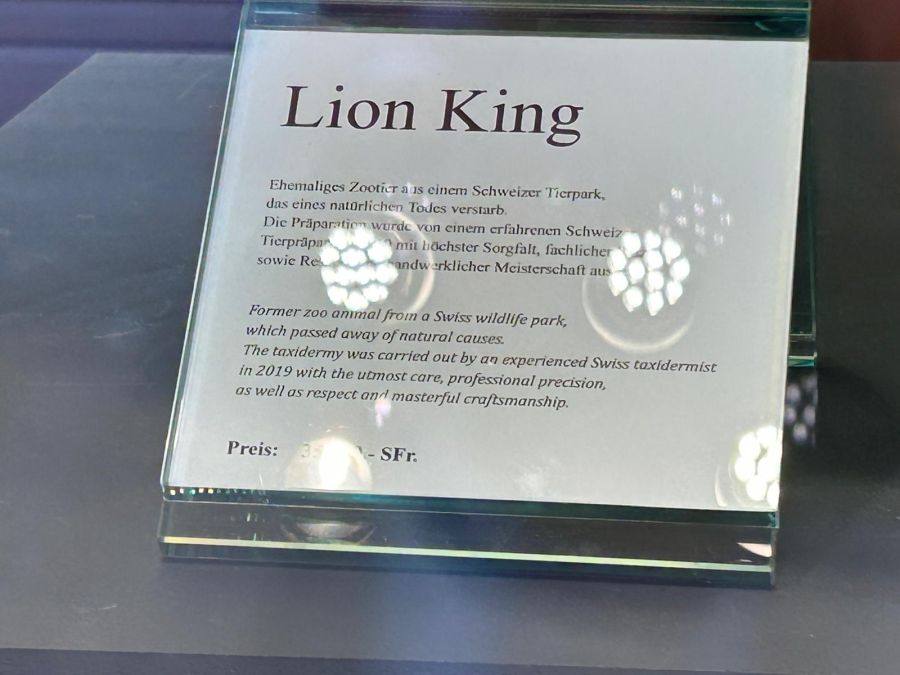 Das ehemalige Zootier kann man nicht nur bestaunen, sondern auch erwerben – für 35'000 Franken.