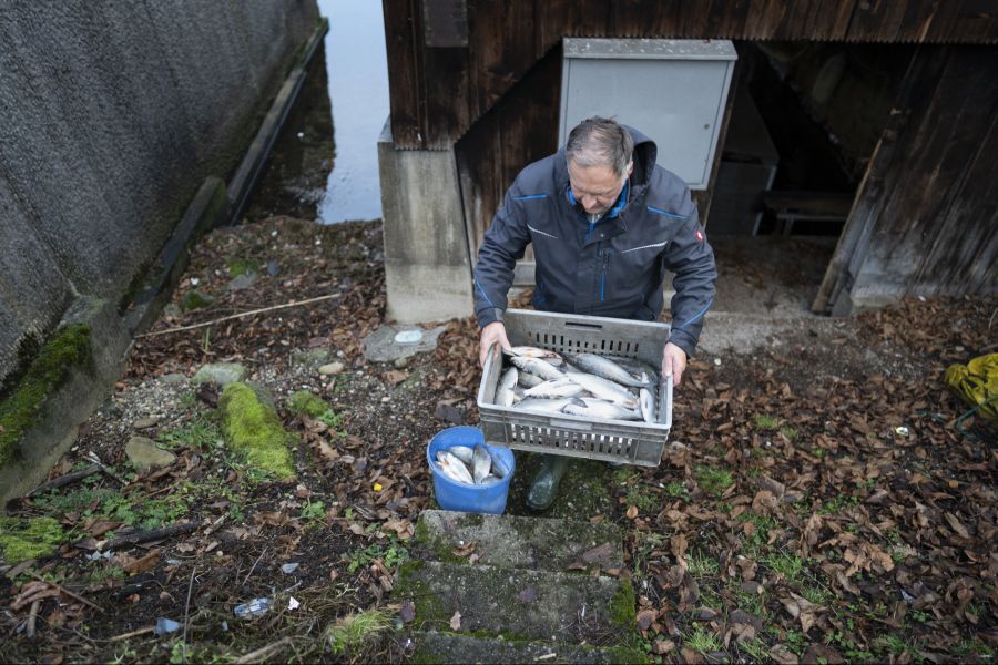 Schweizer Grenzwerte sollen abgestimmt sein mit den Höchstwerten für Lebensmittel wie Fleisch, Fisch oder Milch.
