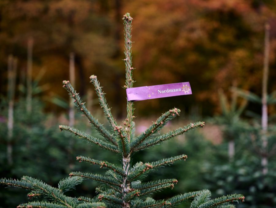 Gemäss Küng werden hauptsächlich Nordmanntannen verkauft. Eine Baumart, die in Schweizer Wäldern nicht angepflanzt werden darf. (Symbolbild)