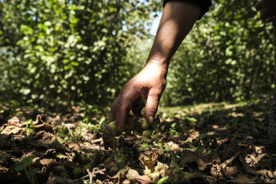 Deswegen und wegen der folgenden Spekulationen hat sich der Preis seit Sommer verdoppelt.