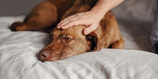 Gebärmutterentzündung Hund