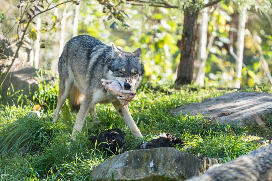 Dem Wolf im Tierpark Bern scheint das bereits gerupfte Hühnchen zu schmecken.