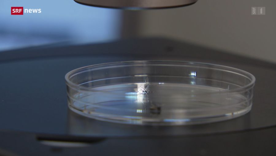 Jetzt wurde das Dengue-Virus lokal bei einer Tigermücke nachgewiesen.