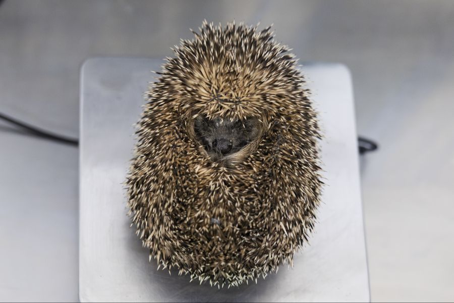 Der Igel steht in der Schweiz unter Schutz.