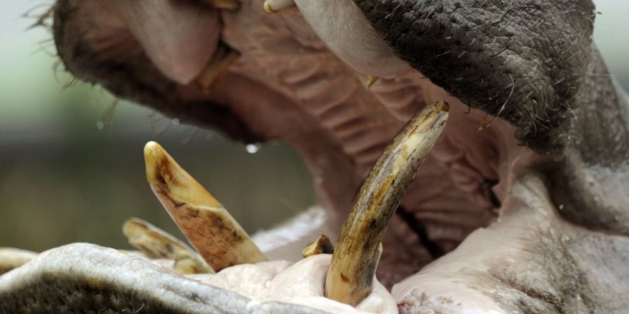 ARCHIV - Ein Nilpferd reißt sein Maul auf. Foto: Rainer Jensen/picture alliance/dpa/Archivbild