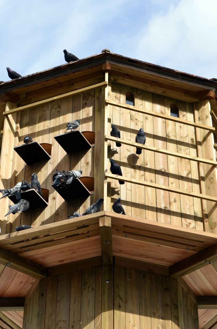 Betreute Taubenschläge nach dem Augsburger Modell ermöglichten laut Nina Bachellerie des Vereins Stadttauben eine tiergerechte Versorgung und eine nachhaltige Populationskontrolle.
