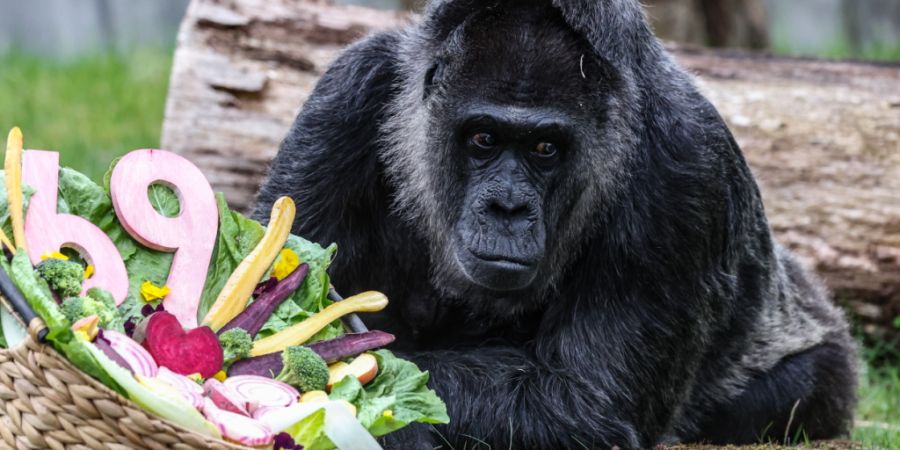 Die Gorilla-Dame Fatou kam den Angaben nach bereits 1959 in den Zoo in der deutschen Hauptstadt.