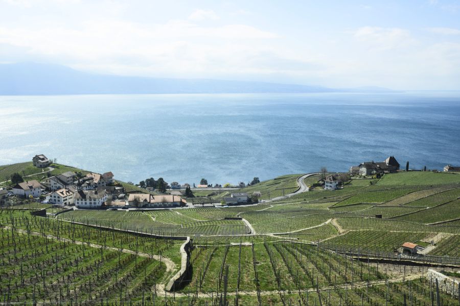 Die Kantone und Weinbau-Verbände schätzen, dass dadurch rund zehn Prozent der Rebberge im Wallis, im Waadtland und in Genf in den nächsten zwei Jahren verschwinden.