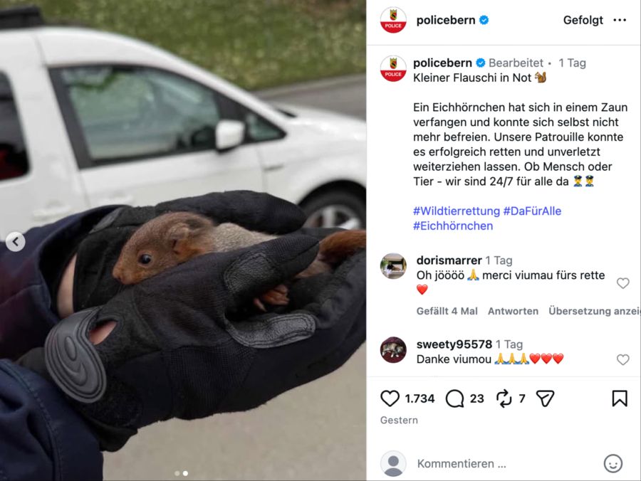 eichhörnchen kantonspolizei bern