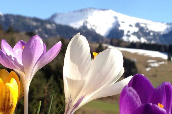 Frühling Alpen