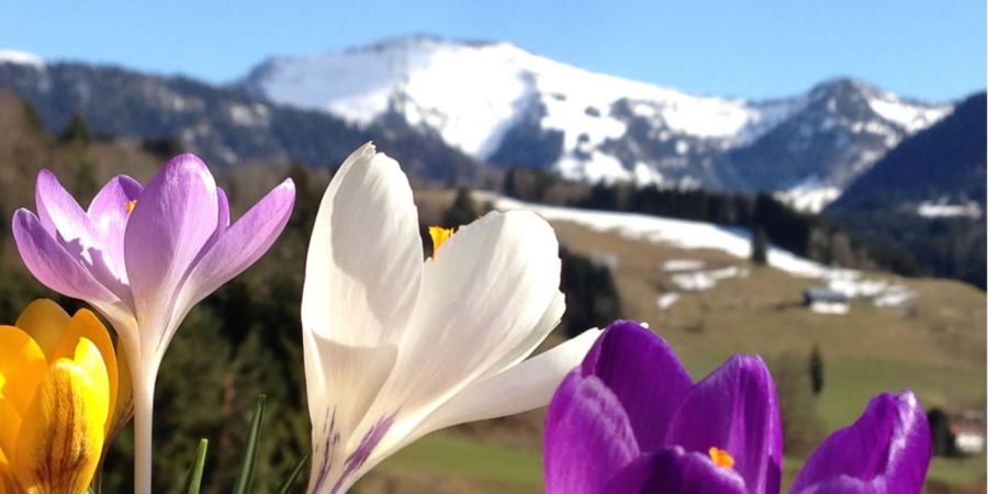 Frühling Alpen