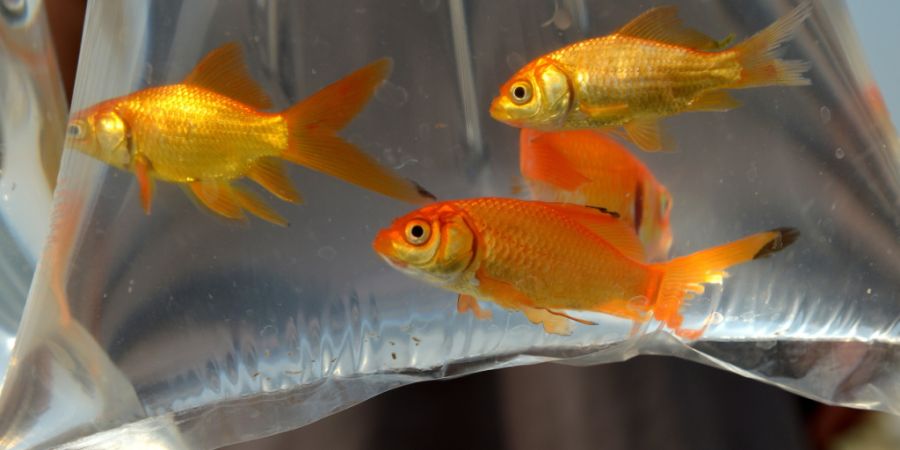 Wer Goldfische hält, muss das Tierschutzgesetz beachten. (Symbolbild)