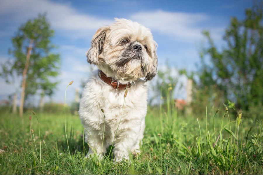 Der Shih Tzu ist für Hundebesitzer, die wenig mit Fellverlust zu tun haben wollen, ideal.