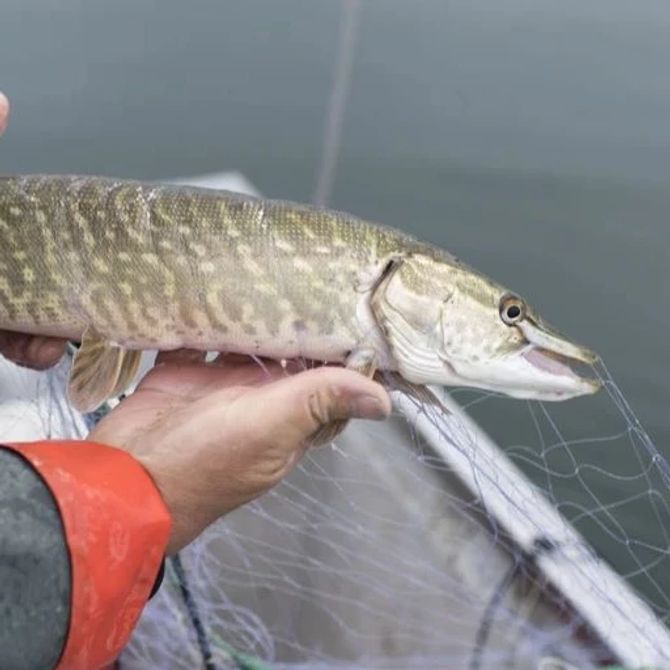 Die Fische im Luganersee haben zu viele PFAS-Chemikalien. (Symbolbild)