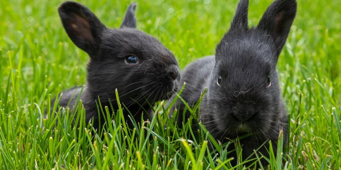 Zwei schwarze Kaninchen