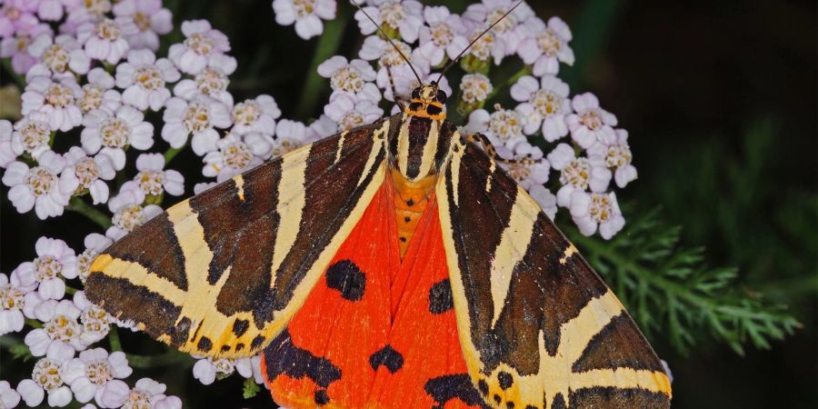 Schwarz-weiss und orangerot: So sieht der «Schmetterling des Jahres», die Spanische Flagge, aus.