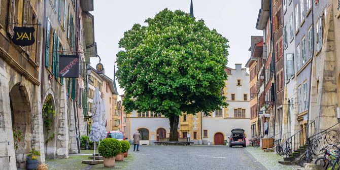 Baum Altstadt Gebäude Kopfsteinpflaster