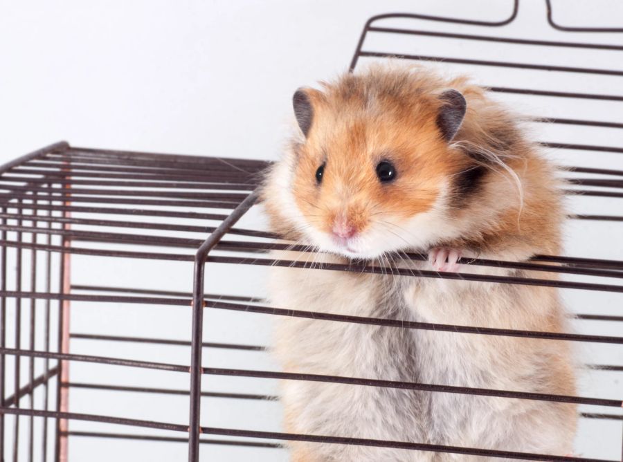 Hamster