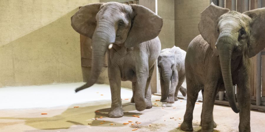 Die Elefantenkuh Tika und ihre beiden Töchter Kimana (6) und Mali (3) kamen am Mittwochabend in Basel an.