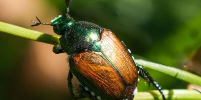 Der ausgewachsene Käfer befällt über 400 Pflanzenarten.