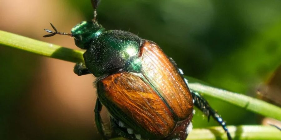 Der ausgewachsene Käfer befällt über 400 Pflanzenarten.