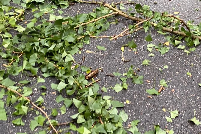Strasse Äste Unwetter Sturm