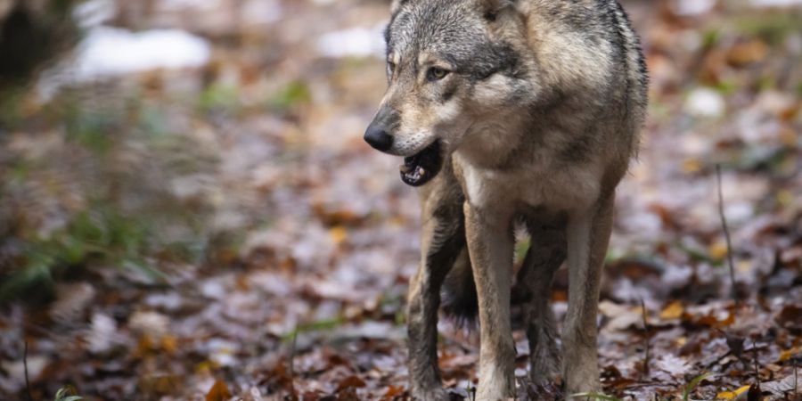 Im Urner Meiental hat ein Wolf auf der Alp «Heimkuhweide Fürlauwi» sechs Schaffe gerissen. Jetzt ist er zum Abschuss freigegeben. (Symbolbild)
