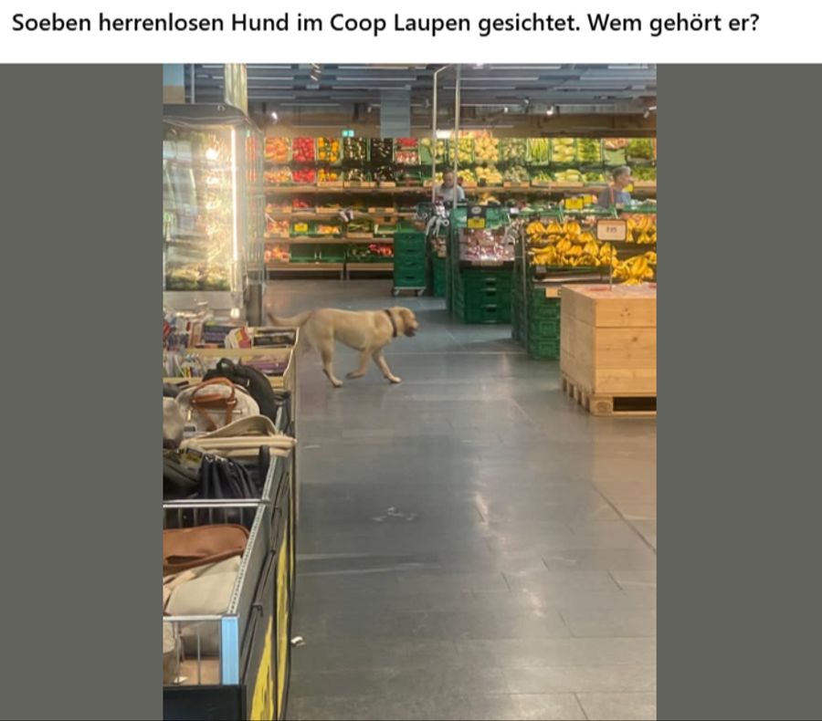 Ein Hund irrte – angezogen vom Bratwurst-Duft – durch einen Berner Coop.