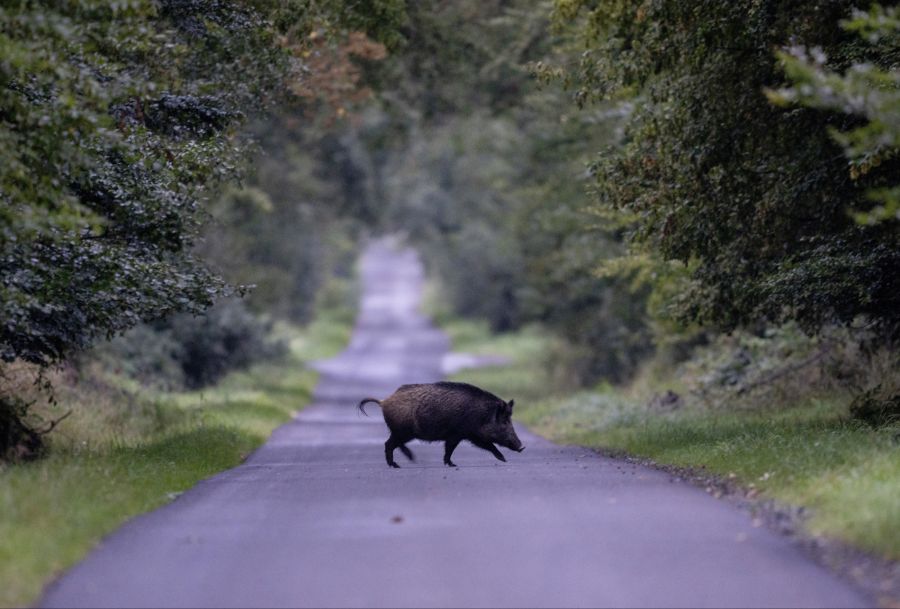 Wildschwein