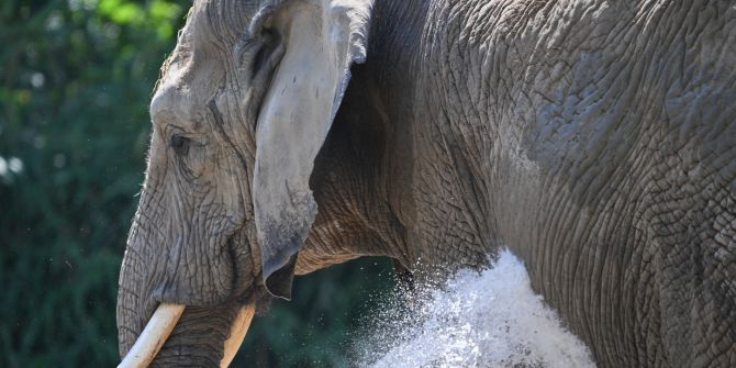 Elefant