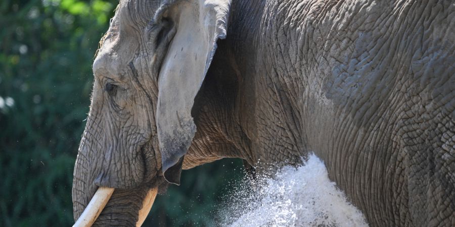 Elefant
