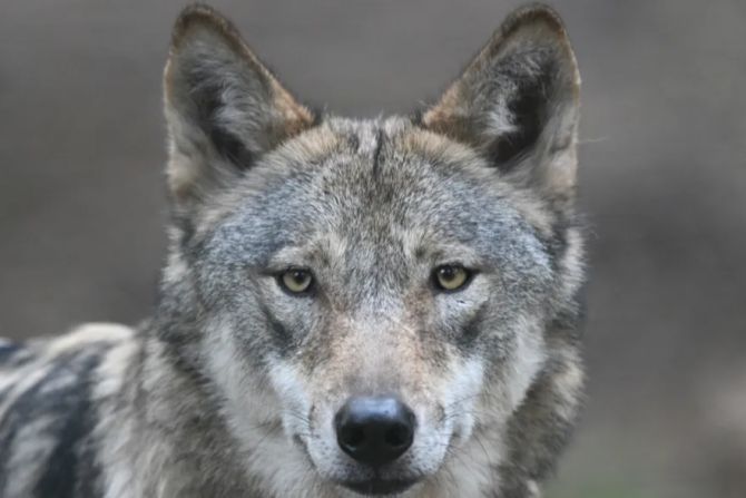 wolf