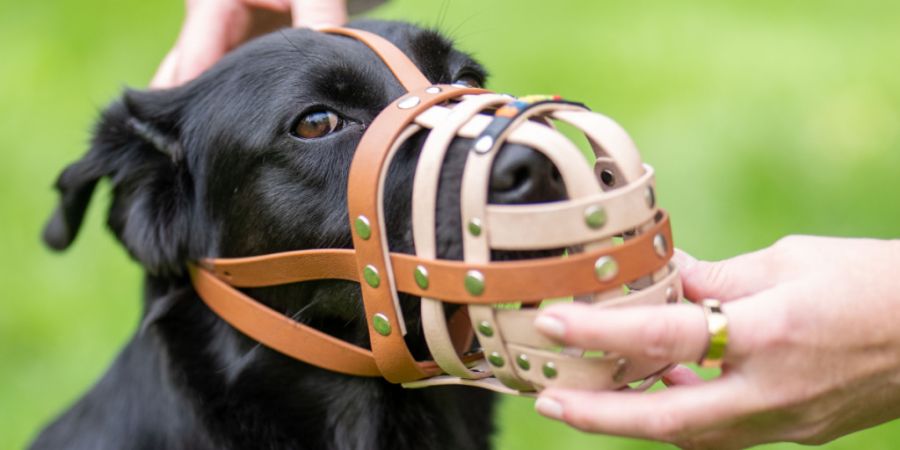 Ein Hund aus dem Kanton Zürich biss immer wieder zu. Auch die Leinen- und Maulkorbpflicht half nicht. (Symbolbild)
