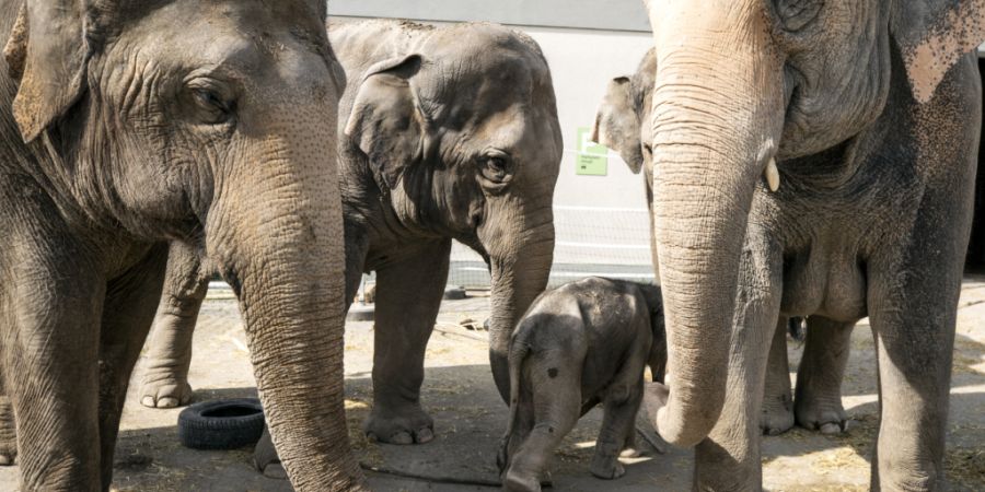 Knies Kinderzoo will Heu sparen und füttert seine Elefanten deshalb mit Schnittresten. Besonders beliebt sind Äste von Hasel- und Weidensträuchern. (Archivbild)