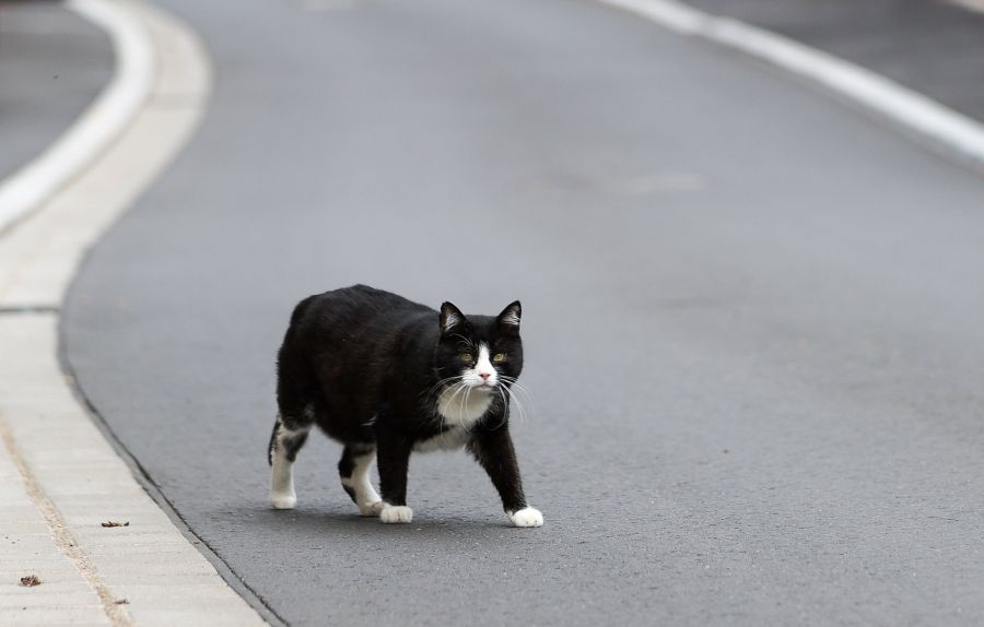 Wer neben einer Hauptstrasse wohnt, hat schlechte Chancen, eine Katze zu bekommen.
