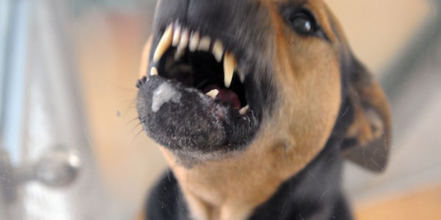 Eine Hündin riss sich in Muolen von einer Leine los und biss einen Hund. (Symbolbild)