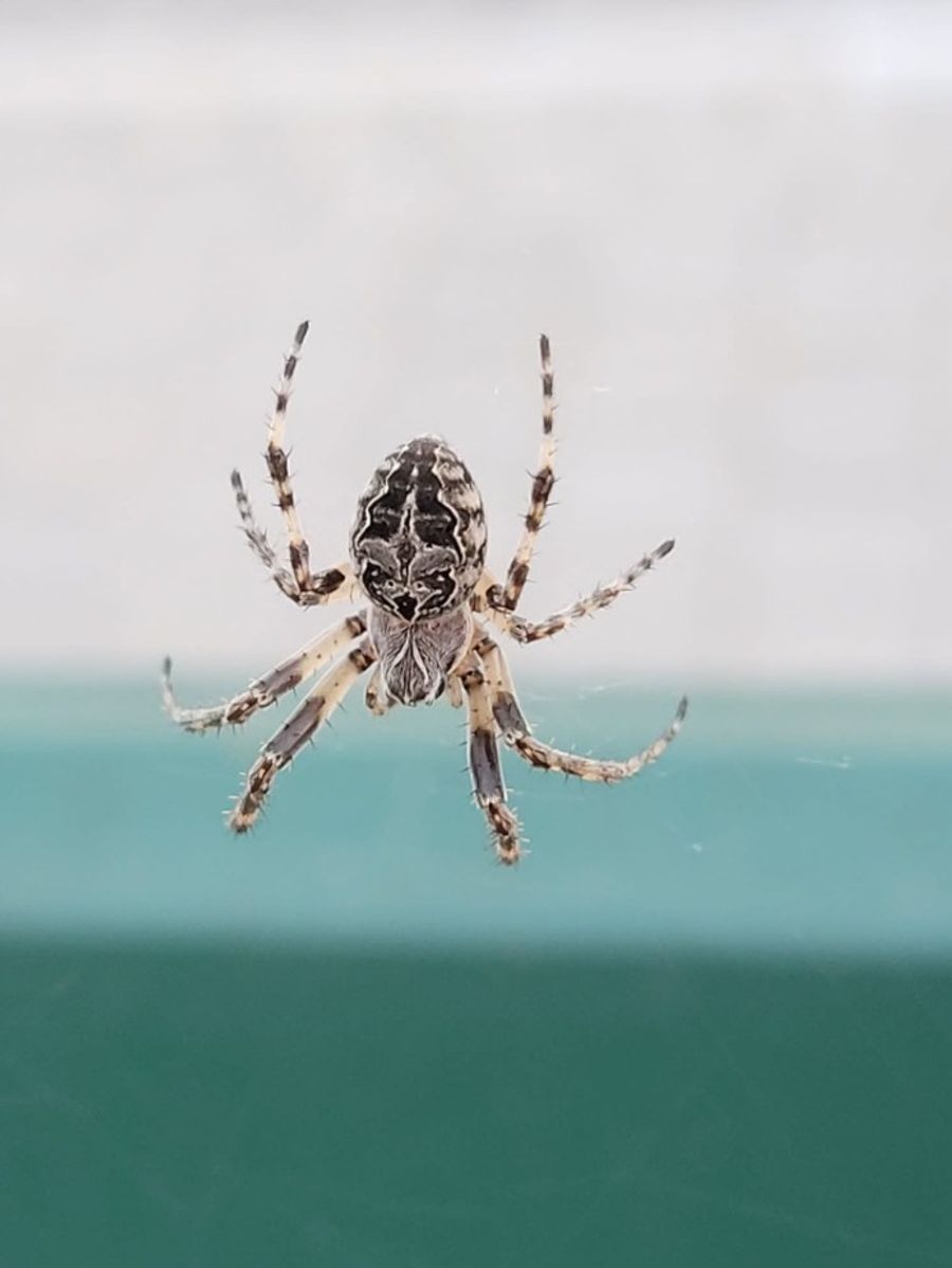 Brückenkreuzspinne