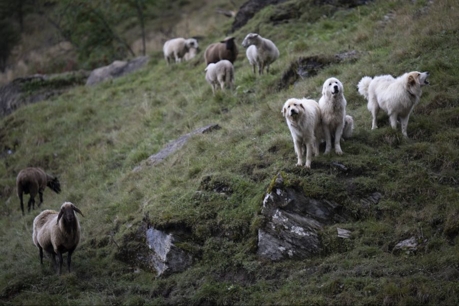 hunde