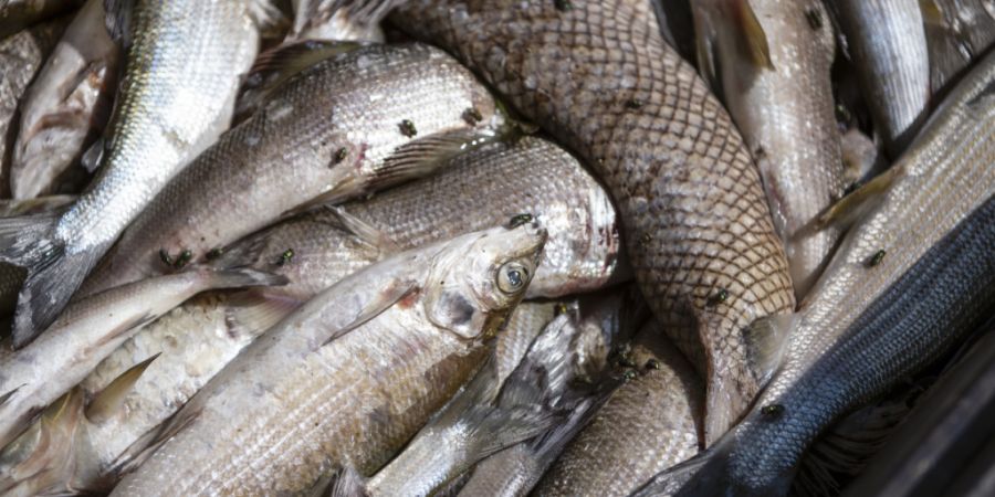 Wegen der hohen Wassertemperatur des Rheins starben 2018 viele Fische. (Archivbild)
