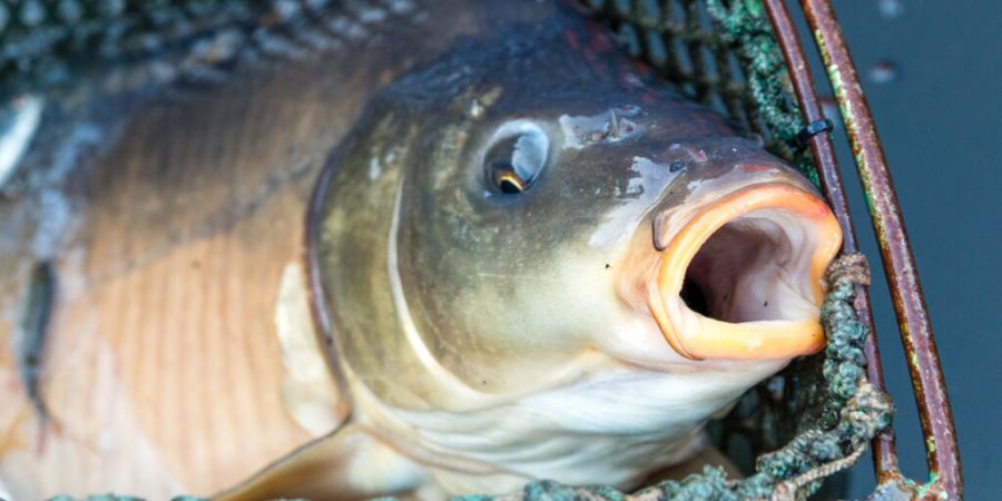 Der Kanton Graubünden hat eine Teilrevision seines Fischereigesetzes in die Vernehmlassung geschickt. Kernpunkte sind ein obligatorischer Sachkundenachweis für Fischerinnen und Fische...