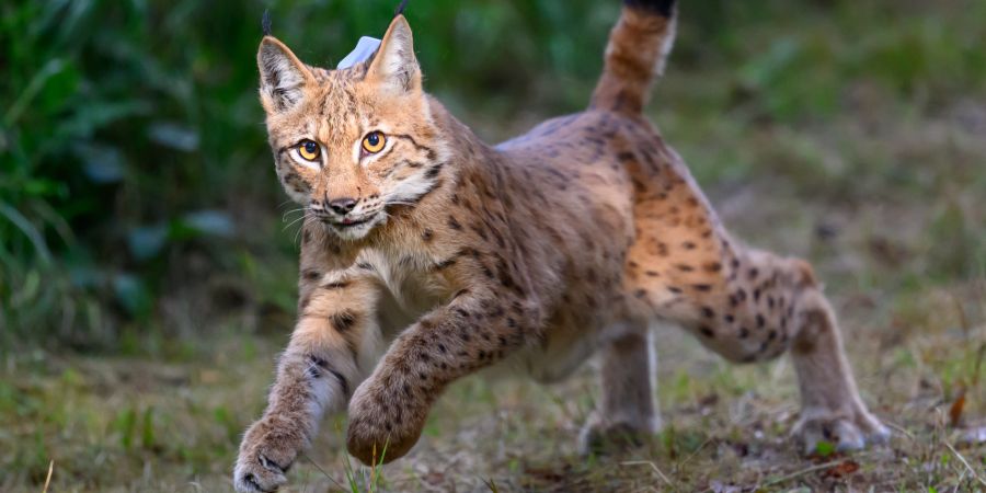 Luchs