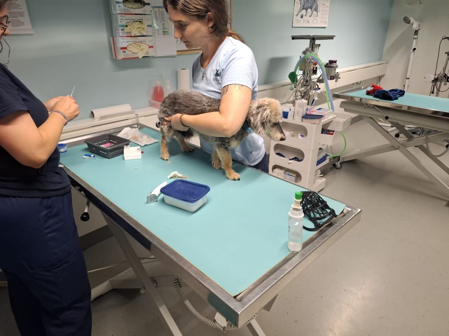 Die Strahlentherapie hat bei Max gewirkt – war aber auch kostspielig.