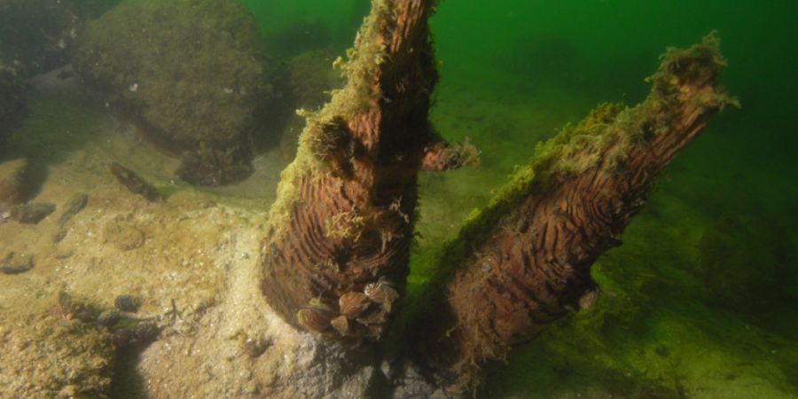 Pfähle einer vorgeschichtlichen Siedlung ragen beim Gammainseli im Sempachersee aus dem Grund.