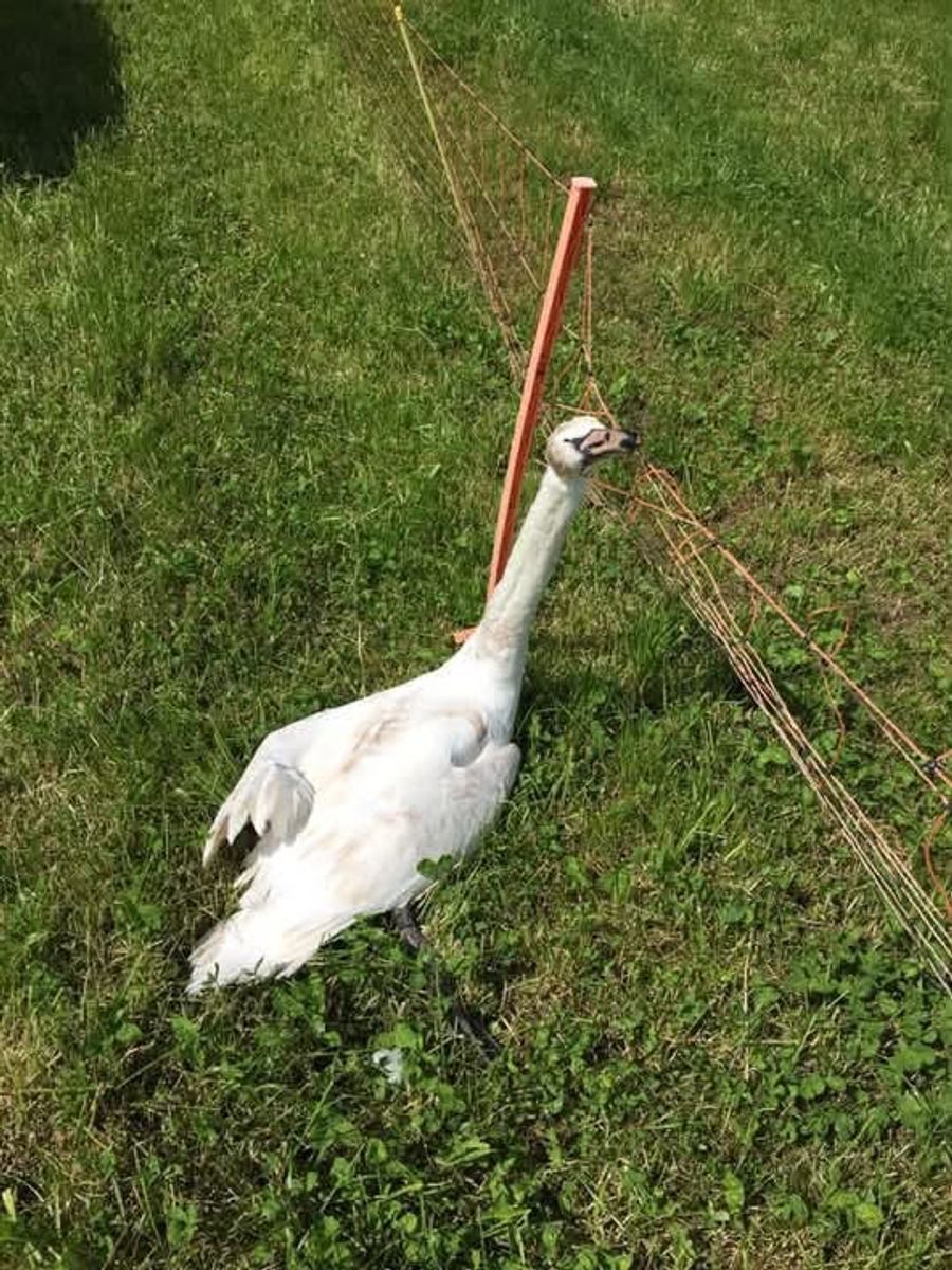 Tiere zaun